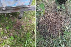 Pomor pčela kod Senahida u Kladnju: "Svi sliježu ramenima, ne znam ko je prskao"