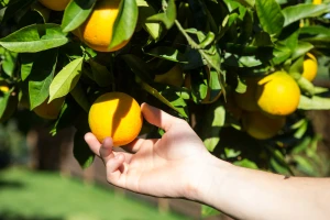 Traže preko 100 berača mandarina i nude satnicu oko 6 KM