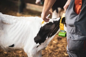 Potrošnja antibiotika u stočarstvu mogla bi porasti gotovo 30% do 2040. godine