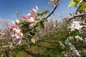 Povoljni uslovi za palež cvijeta: Koje fungicide primijeniti?