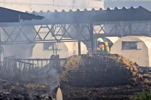 U požaru na farmi u Njemačkoj stradalo 100 teladi