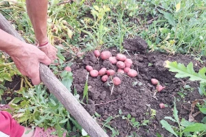 Prije vađenja krompira - omogućite ujednačeno sazrijevanje