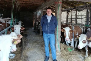 Preko noći otkazan otkup mlijeka Suadu i još trojici farmera: "Ne znam šta da radim"