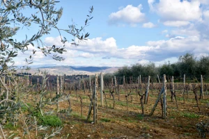 Prijetnja vinogradima i maslinicima: Novi alati za rano otkrivanje Xylelle prije pojave simptoma