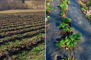 Priprema jagoda za novu sezonu: Sve što trebate znati o buđenju vegetacije