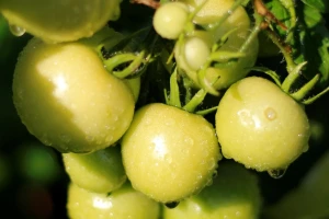 Vikend obavijen oblacima, grmljavinom, pljuskovima i visokom temperaturom