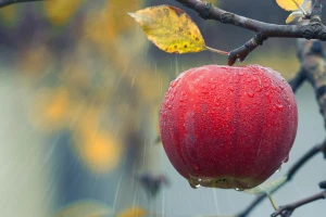 Stiže prava jesen - očekujte kišu, pljuskove, čak i grmljavinu