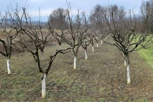 Povoljni uslovi za ozimine, kišovito i bez mraza