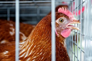 Zabilježen prvi slučaj zaraze ljudi virusom ptičjeg gripa u Evropi