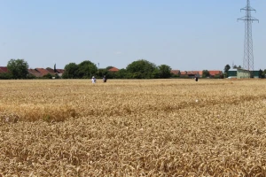 Hladan tuš i za ratare u Hrvatskoj - cijena pšenice preniska?