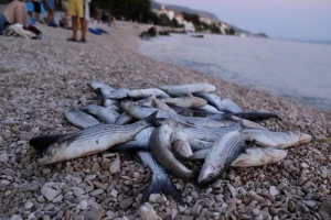 Povišena temperatura mora nije razlog pomora riba u Hrvatskoj