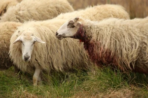 Užas u Dalmaciji: Vuk zaklao skoro cijelo stado ovaca