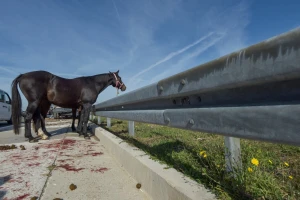 Sudar kamiona na A1: jedan konj uginuo, drugi se razbježali po autocesti