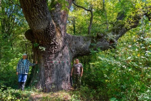 Spasili od sječe 109.300 ha starih šuma - dobili posebnu nagradu Natura 2000