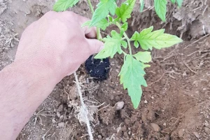 Kada je pravo vrijeme za sadnju krastavca i paradajza na otvoreno?