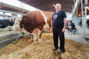 Radenku 9. pehar, Jablanu 3. - tek!? Najteži bik 93. Poljoprivrednog sajma