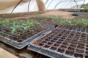 Plastenički uzgoj povrća isplativ, samo treba ispoštovati sve potrebne mjere