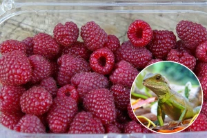 U kutijici s malinama pronašla živog guštera