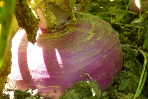 Sjetva repe: Vratimo starinsko, a zdravo povrće u vrtove i špajze