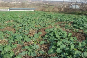 Vrijeme je za suzbijanje korova u uljanoj repici