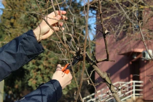 Stare, tradicijske sorte voćki ne treba orezivati? Stručnjaci kažu - nije tačno!