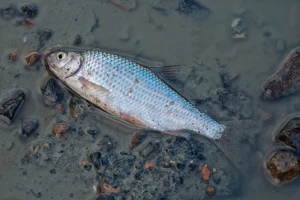 Presušila jezera Nuga i Kvrkulja pa pomrle ribe