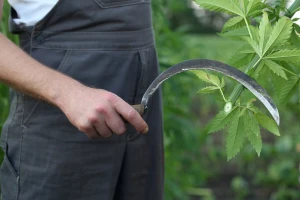 Rješenje za sušu i plodnije tlo je ekološko gnojivo od konoplje?