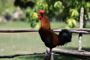 Odobreno 724.140 KM za sufinansiranje projekata ruralnog razvoja