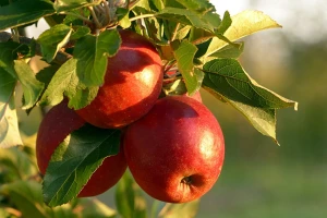 Umjesto da uvozi proizvode, Rusija kupuje evropske sadnice voća, sjeme povrća, opremu i stoku