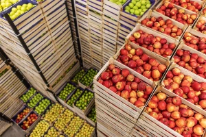 Rusija odobrila uvoz skoro 5.000 tona jabuka i krušaka iz BiH