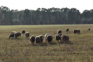 S pašnjaka nestalo 5.500 ovaca! Farmer procjenjuje štetu na veću od milion eura