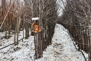 Kako se trape i vade sadnice voćaka?