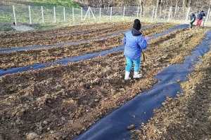 Kako pripremiti zemljište za sadnju borovnica?