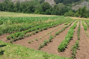 Vječita dilema: Proizvoditi svoje ili kupovati povrće?
