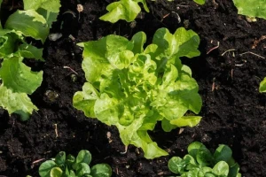 Uzgoj salate: Na šta treba obratiti pažnju?