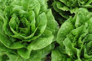 Razvijaju sorte zelene salate s dužim vijekom trajanja