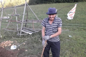 Salih Čaušević (71) zajedno sa sinom i snahom na 450 m2 ubrao preko 2 tone krompira