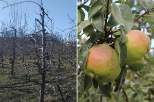 Kako rezati sortu krušaka Santa Marija? Neka bude umjereno