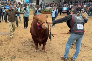 Pola bika pasmine Brangus prodano za više od 170 hiljada američkih dolara