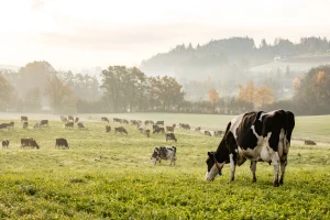 Drugi pokušaj prodaje livade i pašnjaka u Čirkin Polju, snižena cijena