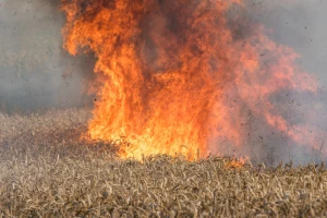 Planulo polje pšenice u Odžaku: Komšinica bacila opušak u travu