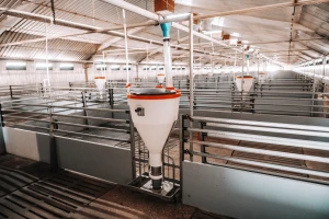 Bankrotirala mega farma svinja - investitori izgubili gotovo 80 miliona eura