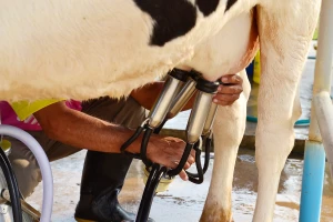 Počela isplata poticaja za mlijeko za treći kvartal