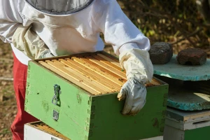 Evropsko udruženje pčelara upozorava: Bez hitnih mjera ugrožena je održivost sektora