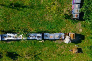 Lopovi u Berlinu ukrali 31 posebnu uzgajanu pčelarsku zajednicu