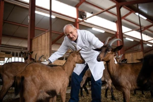Veterinari u BiH upozorili na potencijalno širenje kuge malih preživara