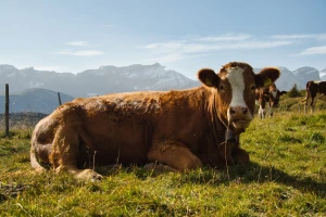 Potvrđen prvi slučaj bolesti plavog jezika u Hrvatskoj