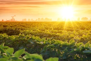 Alarm za planetu: Prošla je godina najtoplija ikad zabilježena