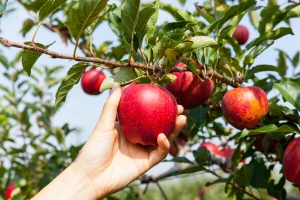 Flavonoidi su značajni za naše zdravlje, ali igraju važnu ulogu i za biljke