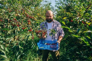 Nedostatak mikroelemenata: Kako prepoznati prve simptome kod višanja